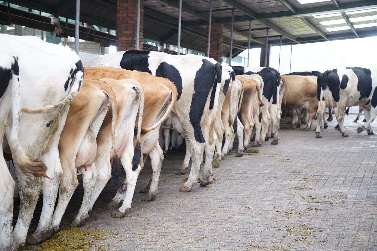 Proleche Proleche C Mara Nacional De Productores De Leche